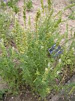 Reseda Alba L (fam Resedacees) (regions mediteraneennes) (00) (Photo F. Mrugala)